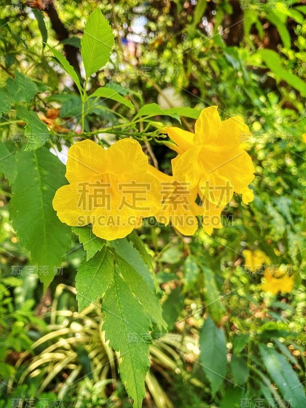 不知名的鲜亮黄花。春夏季节。