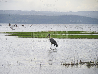 秃鹰涉水穿过纳库鲁湖，肯尼亚，非洲