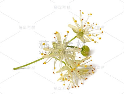 林登花