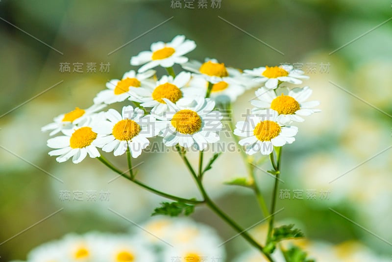 小白菊，药用植物，有花