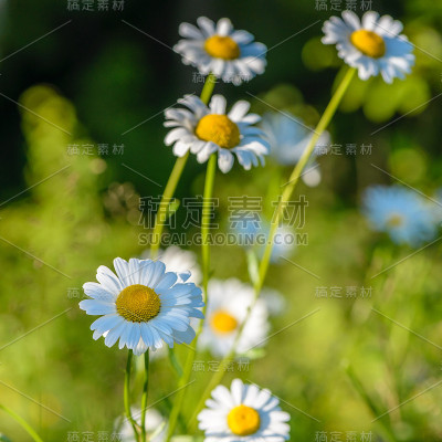 几朵雏菊的花蕾在日落时分被点燃