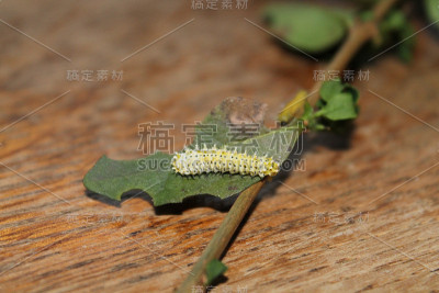 萨米娅，辛西娅，沃克尔，毛毛虫