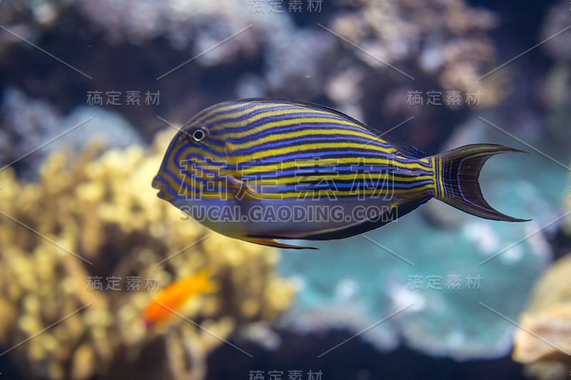 Beautiful Blue Lined Surgeonfish, Acanthurus linea