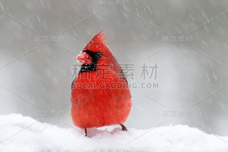 暴风雪中的红衣主教