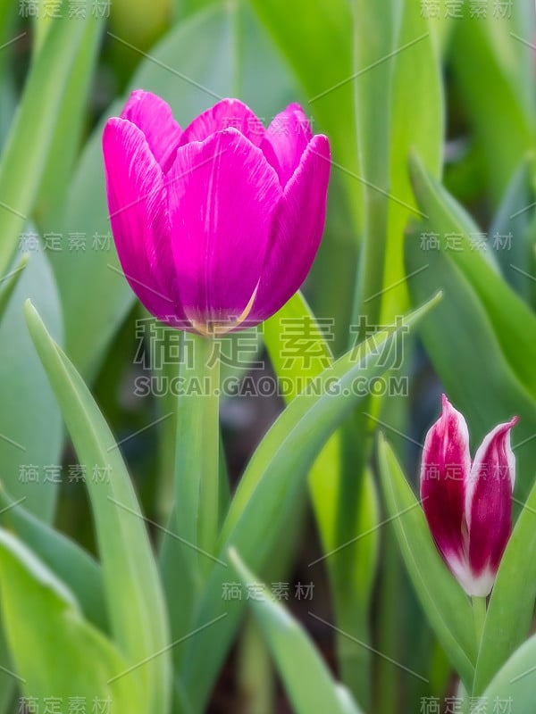 花园里的郁金香花