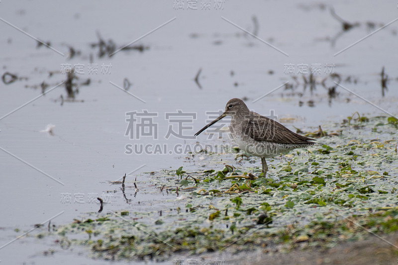 长喙Dowitcher狩猎/寻找食物在海湾海岸的水