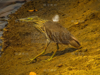 印度的颜色