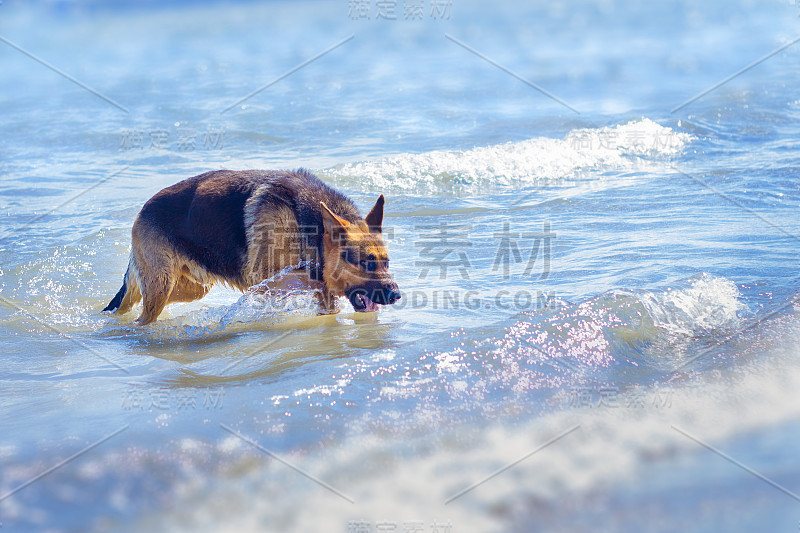 蓝色海洋海滩上的德国牧羊犬