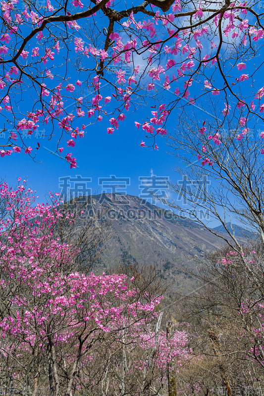 春天的杜鹃和南台山