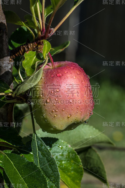 成熟的红苹果和水滴挂在绿叶树枝上。健康饮食