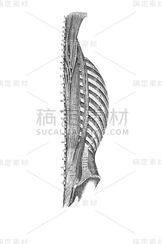 维什涅夫斯基议员的旧书《人体解剖学》中长长的背部肌肉，1890年，莫斯科