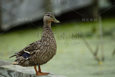麻雀