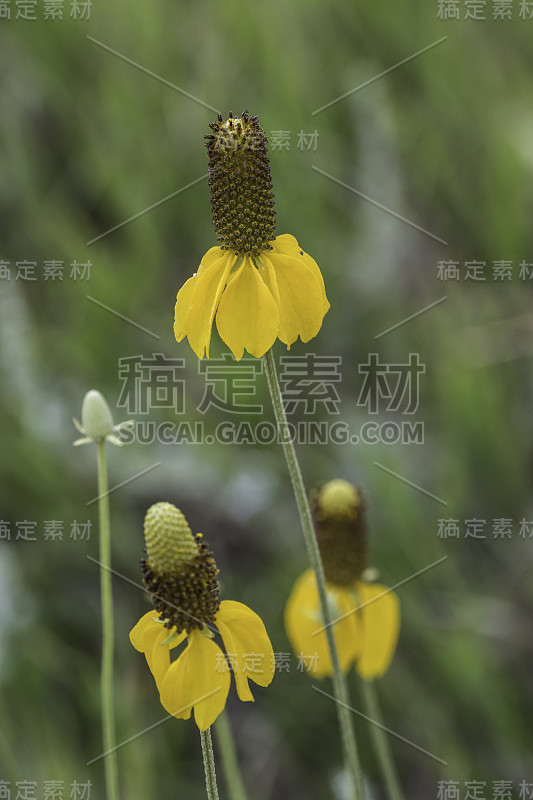 柱状茅属(Ratibida columnifera)，俗称草原松果花(prairie conflow