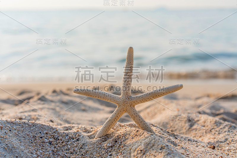 夏日沙滩上的海星，以大海为背景