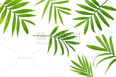 椰绿叶子孤立在白色背景上。俯视图