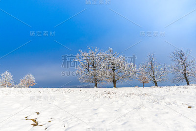 雪树