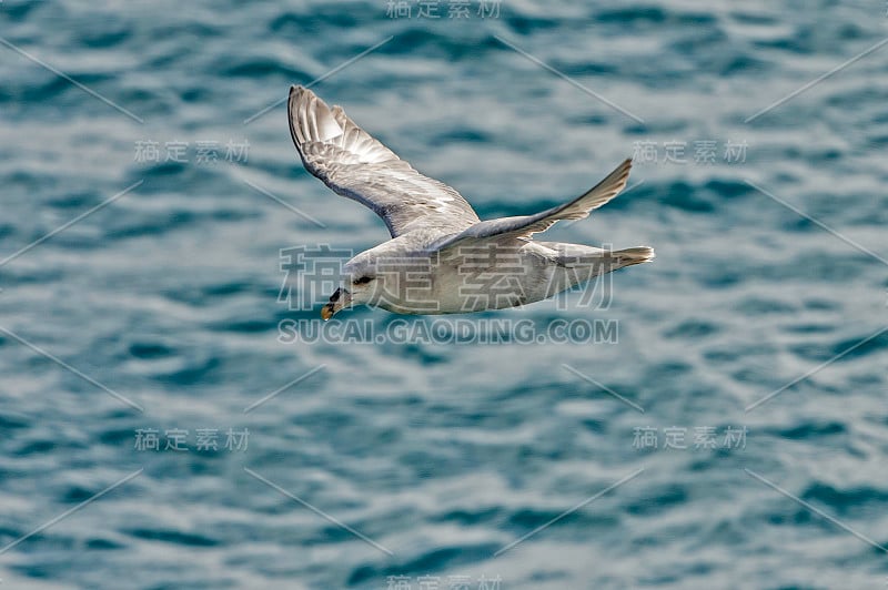 北富尔马(Fulmarus glacialis)，或北极富尔马生活在北大西洋和北太平洋，可以在斯瓦尔