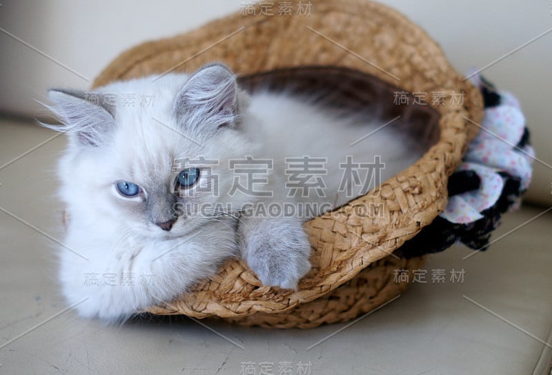 帽子里的小猫