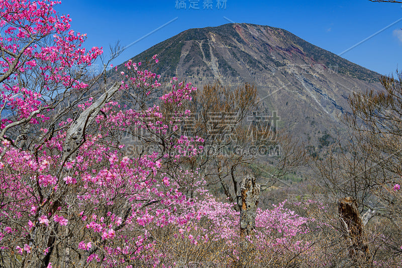 春天的杜鹃和南台山