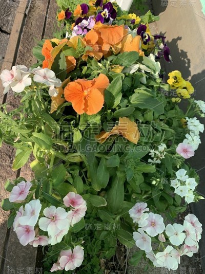 混合三色堇花