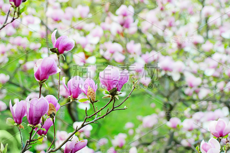 木兰的花