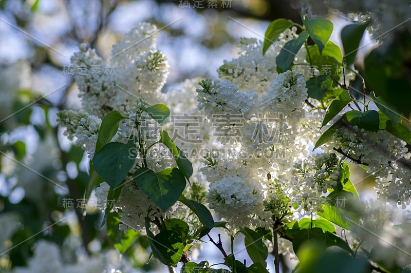 橄榄科紫丁香属开花植物，落叶灌木，花为白色，叶为绿色