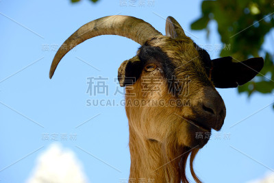 山羊