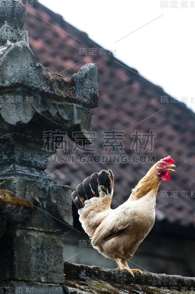 母鸡唱歌