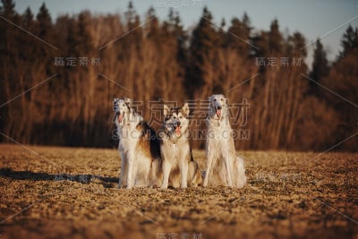 两只俄罗斯猎狼犬和阿拉斯加雪橇犬