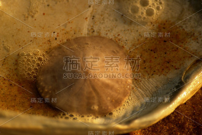 沙滩上的沙美元