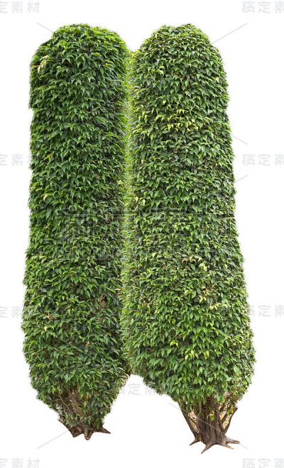 树