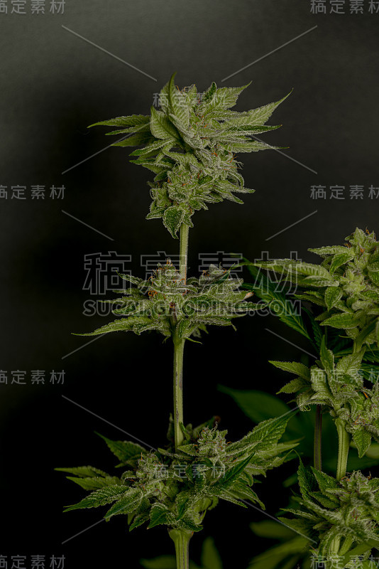 绿色成熟的法国饼干大麻大花黑色背景