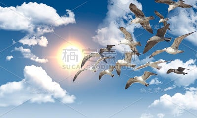海鸥飞