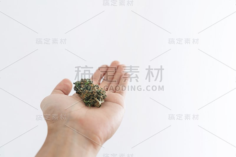 手捧医用大麻花蕾，孤立在白色背景上