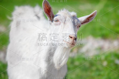 山羊