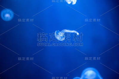 小水母漂浮在水里