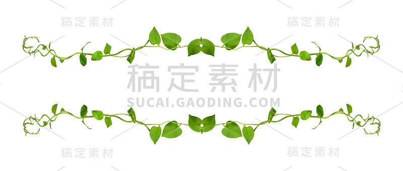 灌木葡萄或三叶野生藤本植物红萼藓(红萼藓)藤本常春藤植物灌木，自然框架丛林边界，孤立在白色背景与修剪