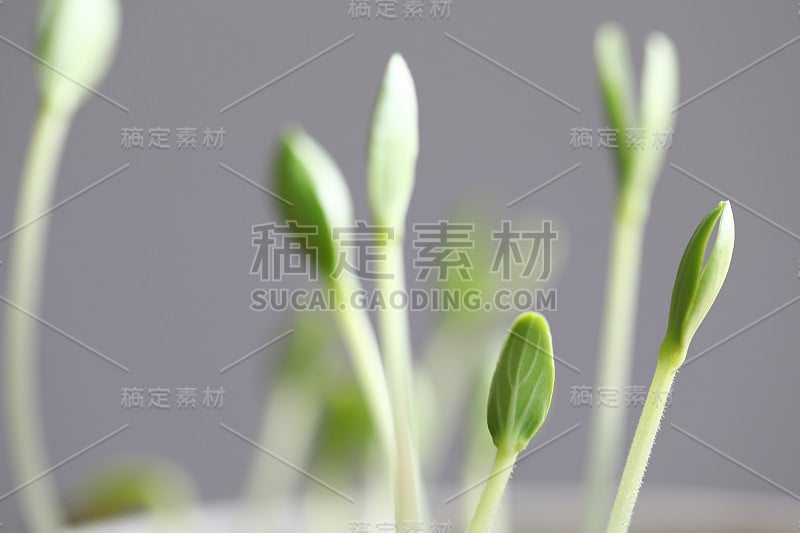 绿色发芽芽