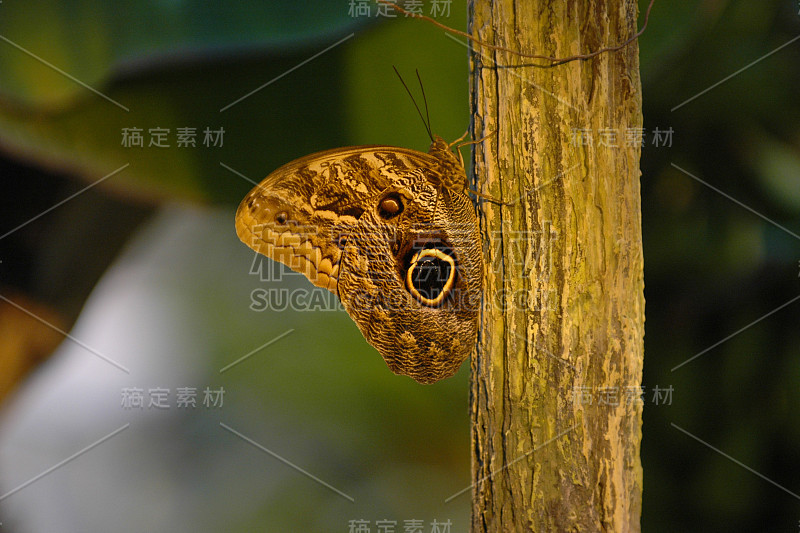 巨型猫头鹰蝴蝶(Caligo Memnon)，植物园，维也纳