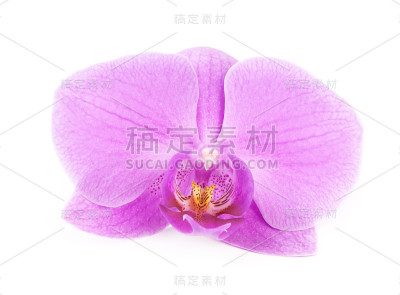 粉色兰花