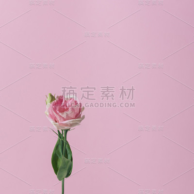 粉红色的花