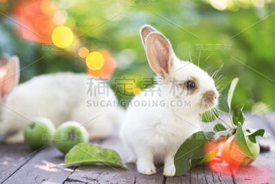 小兔子和苹果在花园里。夏季“n