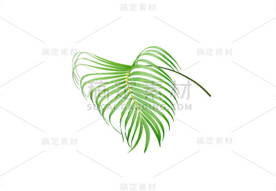在白色背景上孤立的热带绿色棕榈叶树