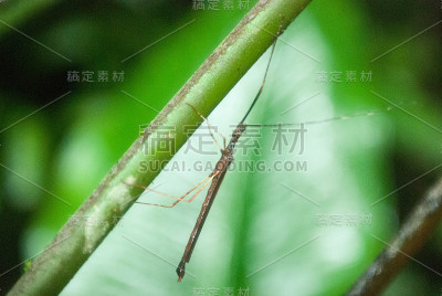 手杖昆虫