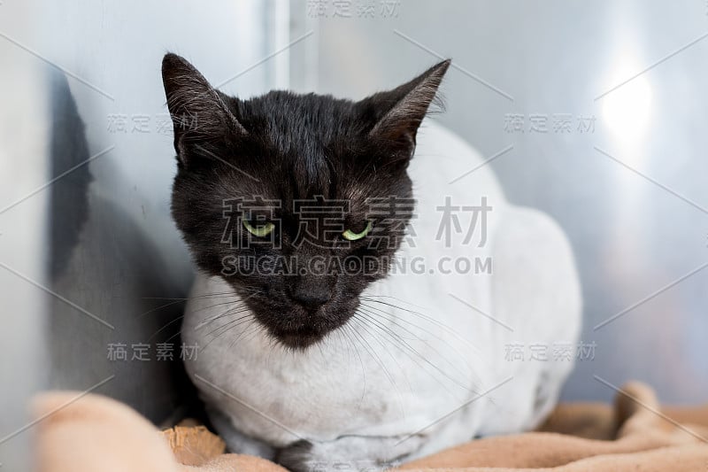 愤怒的猫脸在兽医诊所。剪完头发的猫从镇静中恢复