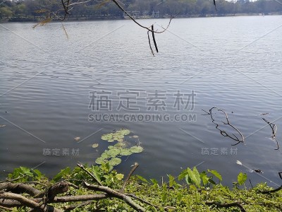 荷花莲叶漂浮在河面景观中