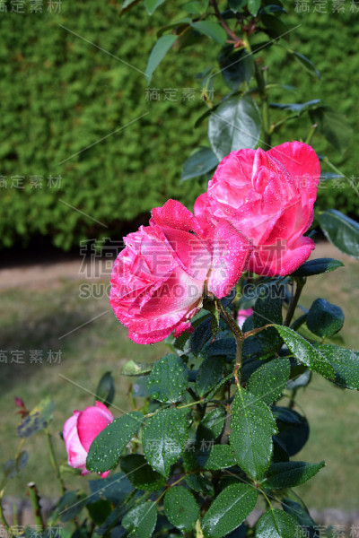 粉红色的玫瑰花与水滴在花瓣上-美丽的花园