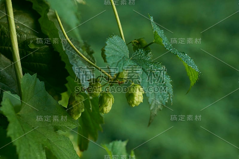 啤酒花(青草)在种植园里