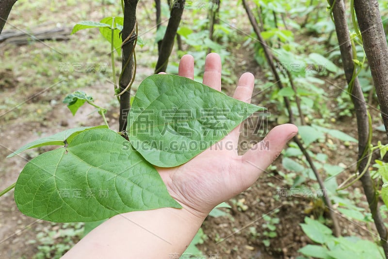 手放在绿色豇豆叶上