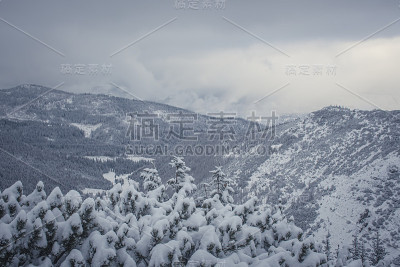 塔特拉山脉的雪山和针叶林